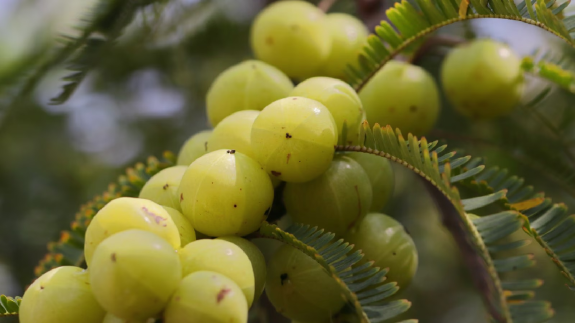 amla seeds
